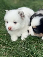 Theodore, a male Pomsky for sale in Goshen, IN – 3 of 3