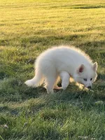 Aspen, a female Pomsky for sale in Goshen, IN – 3 of 3
