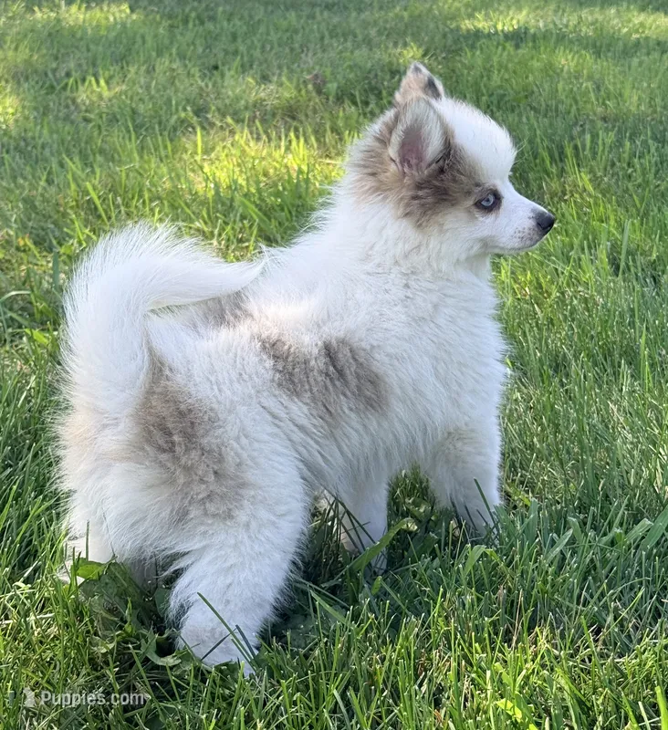 Theodore – Pomsky puppy for sale in Goshen, IN