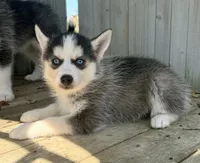 Cedar, a male Pomsky for sale in Goshen, IN – 3 of 4