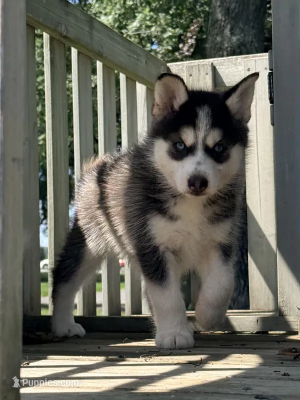 Oak – Pomsky puppy for sale in Goshen, IN