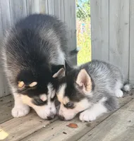 Oak, a male Pomsky for sale in Goshen, IN – 3 of 3