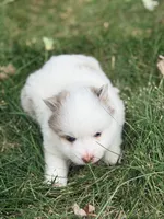 Theodore, a male Pomsky for sale in Goshen, IN – 2 of 3