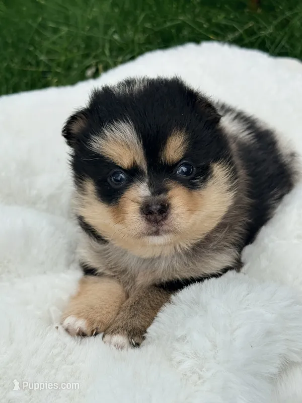 Franklin – Pomsky puppy for sale in Goshen, IN