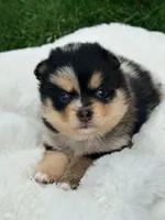 Franklin, a male Pomsky for sale in Goshen, IN – 1 of 3