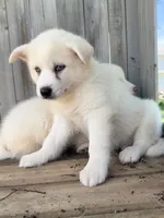 Pine, a male Pomsky for sale in Goshen, IN – 3 of 3