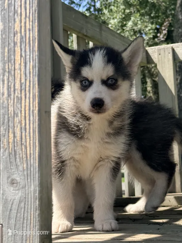 Cedar – Pomsky puppy for sale in Goshen, IN