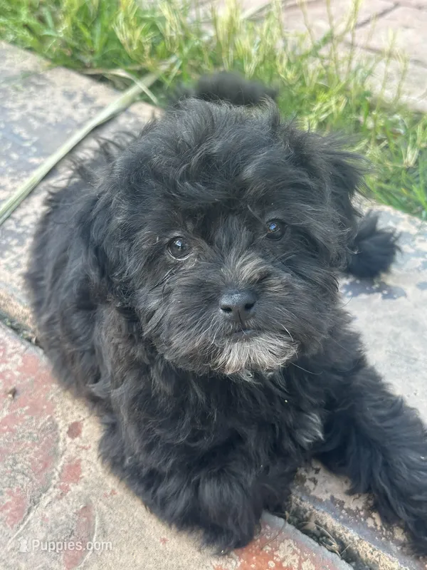 Dotti – Shihpoo puppy for sale in Elk Grove, CA