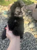 Dotti, a female Shihpoo for sale in Elk Grove, CA – Photo 4 of 8