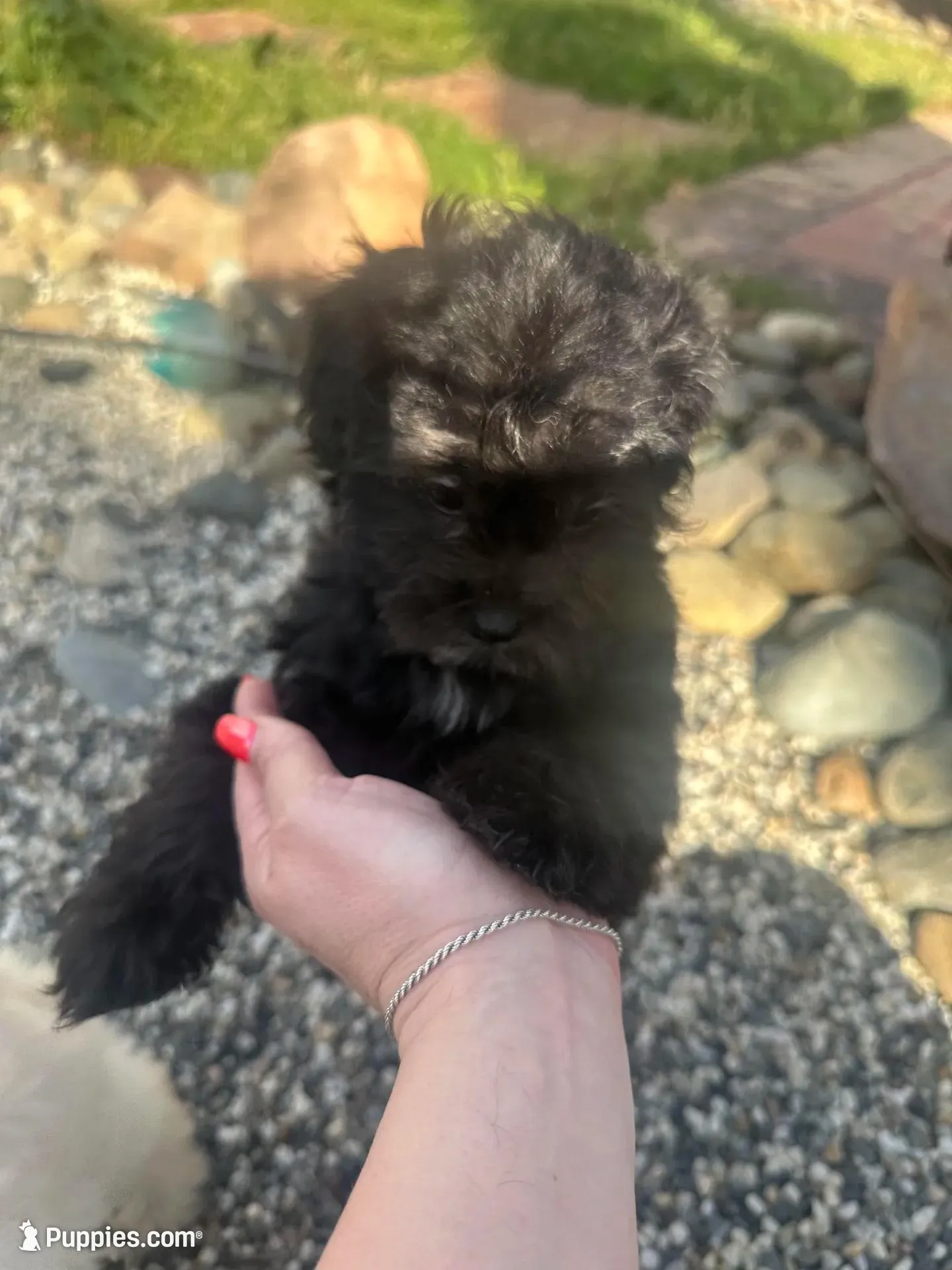 Dotti, a female Shihpoo for sale in Elk Grove, CA – Photo 7 of 8