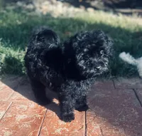Mateo, a male Shihpoo for sale in Elk Grove, CA – Photo 2 of 8