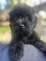 Mateo, a male Shihpoo for sale in Elk Grove, CA – Photo 4 of 8