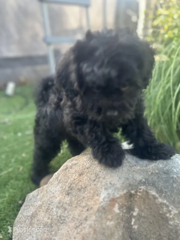 Mateo – Shihpoo puppy for sale in Elk Grove, CA