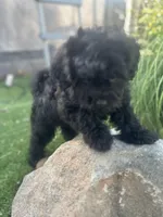 Mateo, a male Shihpoo for sale in Elk Grove, CA – Photo 1 of 8