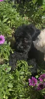 Mateo, a male Shihpoo for sale in Elk Grove, CA – Photo 7 of 8