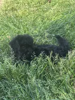 Mateo, a male Shihpoo for sale in Elk Grove, CA – Photo 5 of 8