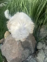 Leo, a male Shihpoo for sale in Elk Grove, CA – Photo 7 of 8