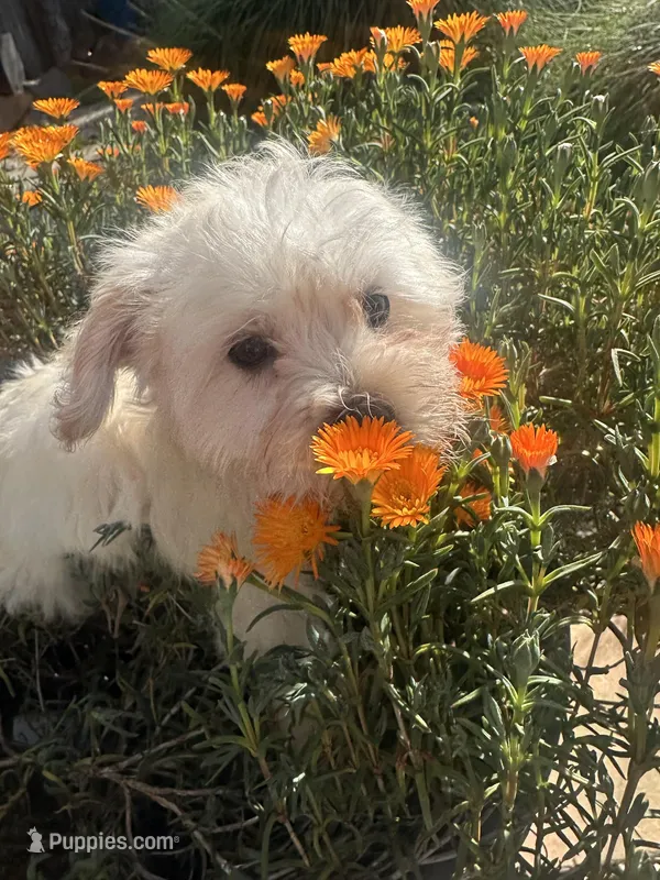 Leo – Shihpoo puppy for sale in Elk Grove, CA