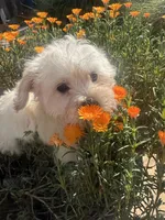 Leo, a male Shihpoo for sale in Elk Grove, CA – Photo 1 of 8