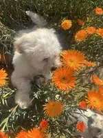 Leo, a male Shihpoo for sale in Elk Grove, CA – Photo 2 of 8