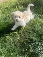 Leo, a male Shihpoo for sale in Elk Grove, CA – Photo 5 of 8