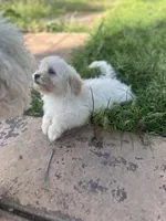 Leo, a male Shihpoo for sale in Elk Grove, CA – Photo 3 of 8