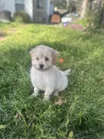 Leo, a male Shihpoo for sale in Elk Grove, CA – Photo 6 of 8