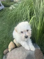 Leo, a male Shihpoo for sale in Elk Grove, CA – Photo 8 of 8