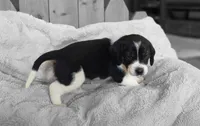 Bruiser, a male Puggle for sale in Ava, MO – 6 of 10