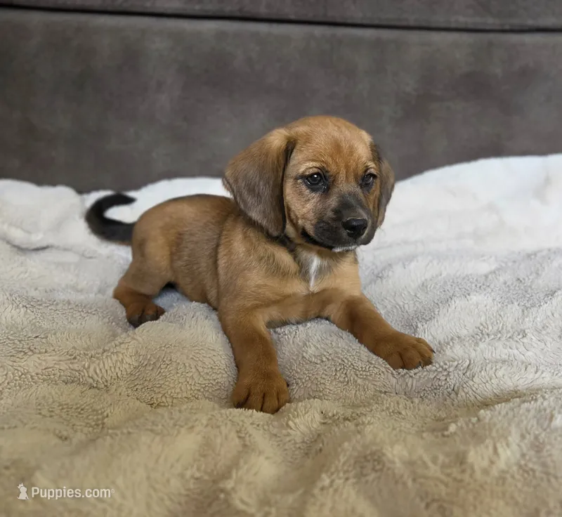 Sable – Puggle puppy for sale in Ava, MO