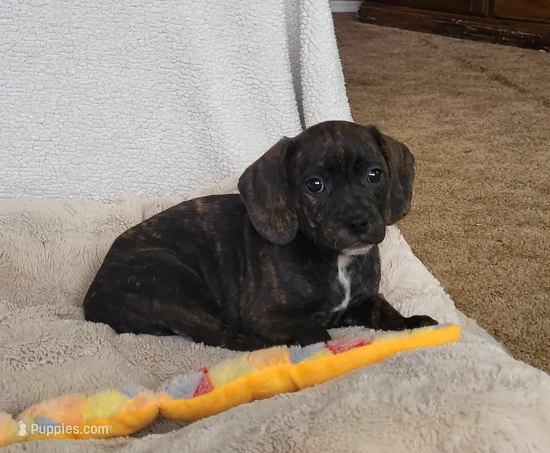 Milly – Puggle puppy for sale in Ava, MO