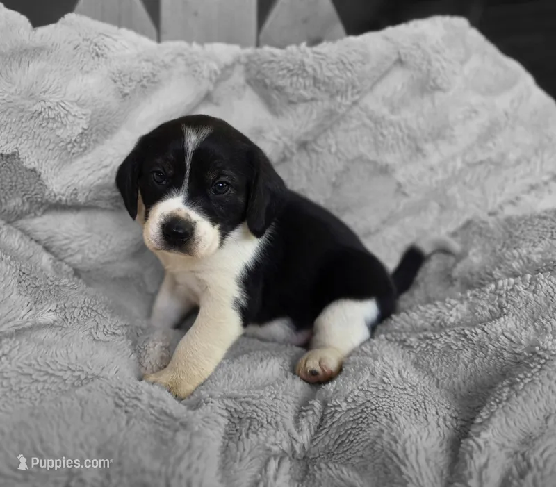 Bruiser – Puggle puppy for sale in Ava, MO