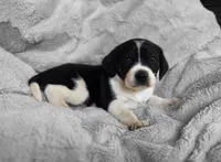Bruiser, a male Puggle for sale in Ava, MO – 4 of 10