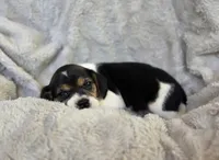 Daisy, a female Puggle for sale in Ava, MO – 2 of 8