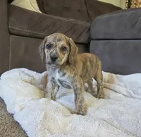Theo On Hold, a male Puggle for sale in Ava, MO – 3 of 10