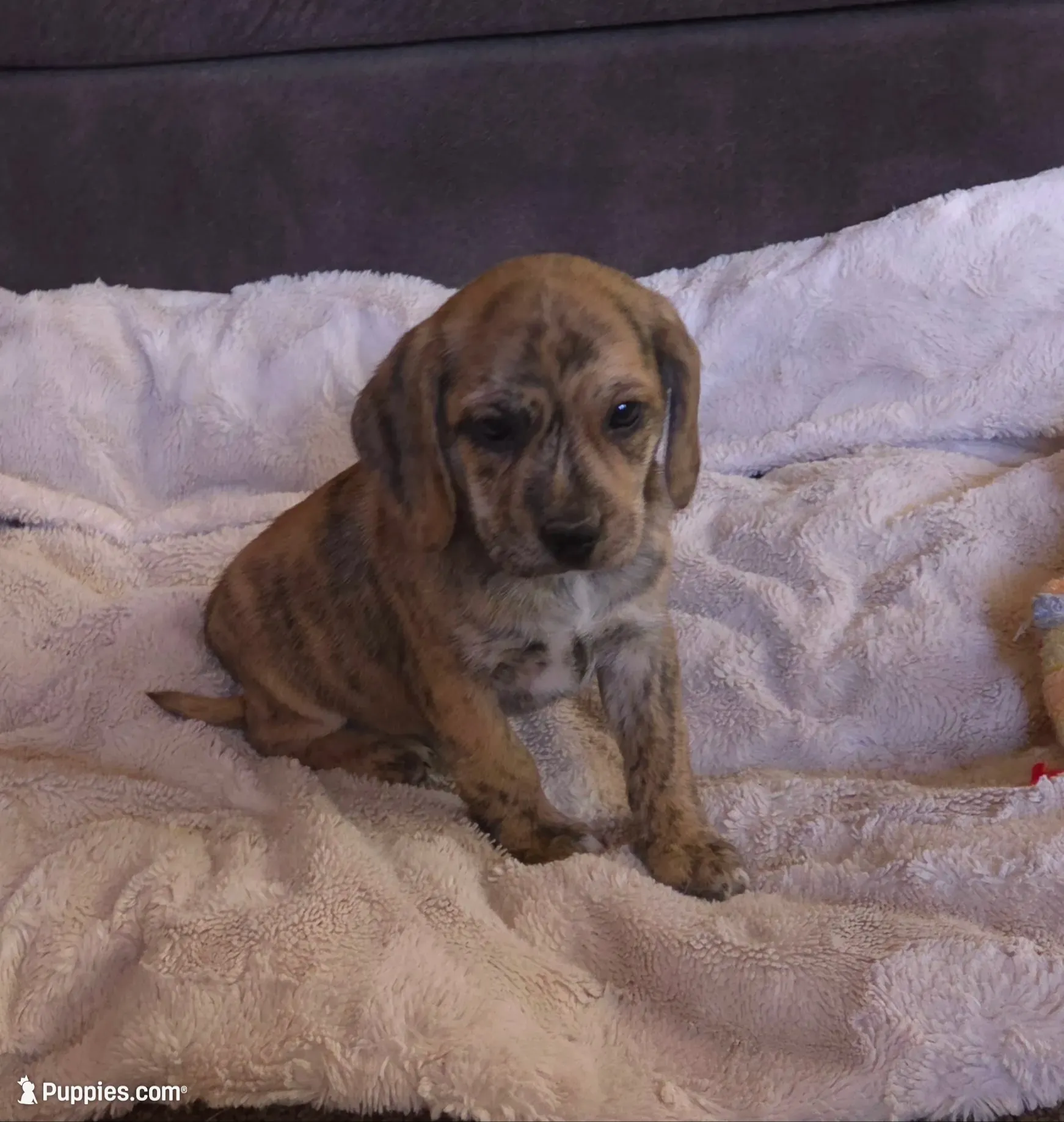 Theo On Hold, a male Puggle for sale in Ava, MO – 6 of 10