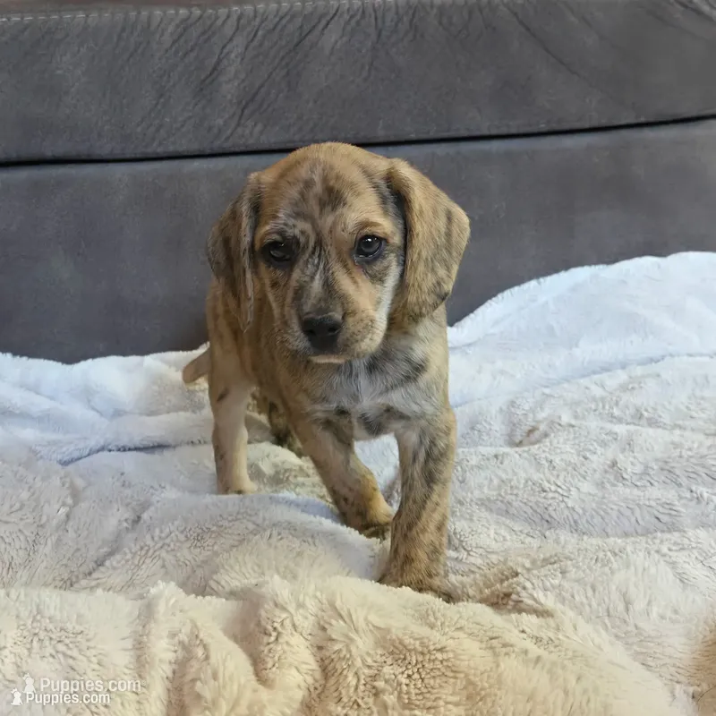 Theo – Puggle puppy for sale in Ava, MO