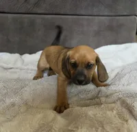 Sable On Hold, a female Puggle for sale in Ava, MO – 5 of 10