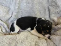Daisy, a female Puggle for sale in Ava, MO – 8 of 8