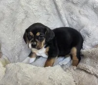 Sissy, a female Puggle for sale in Ava, MO – 2 of 8