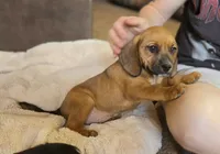 Sable On Hold, a female Puggle for sale in Ava, MO – 2 of 10