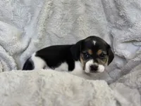 Daisy, a female Puggle for sale in Ava, MO – 3 of 8