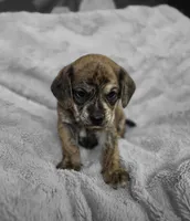 Theo, a male Puggle for sale in Ava, MO – 4 of 10