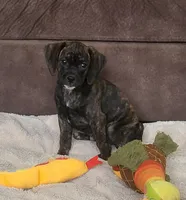 Dolly, a female Puggle for sale in Ava, MO – 2 of 10