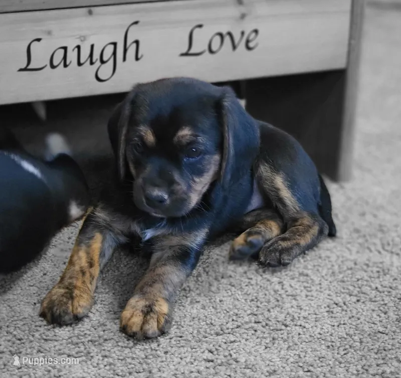 Lizzy – Puggle puppy for sale in Ava, MO