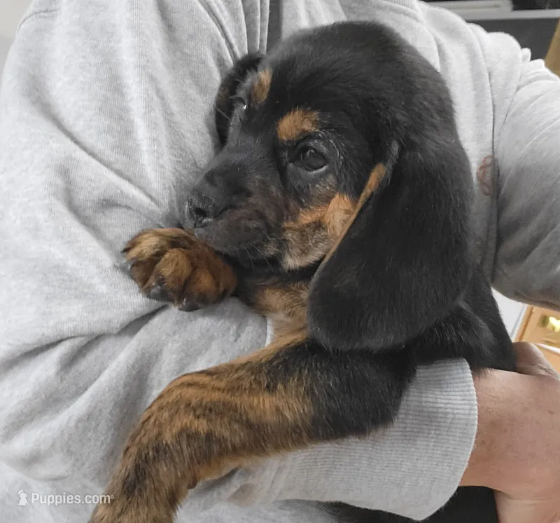 Lizzy – Puggle puppy for sale in Ava, MO