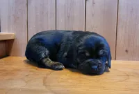 Lizzy, a female Puggle for sale in Ava, MO – Photo 4 of 4