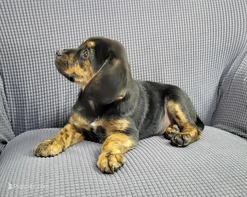 Lizzy – Puggle puppy for sale in Ava, MO