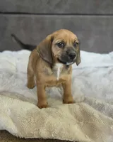 Sable On Hold, a female Puggle for sale in Ava, MO – 3 of 10