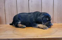 Champ, a male Puggle for sale in Ava, MO – Photo 3 of 4